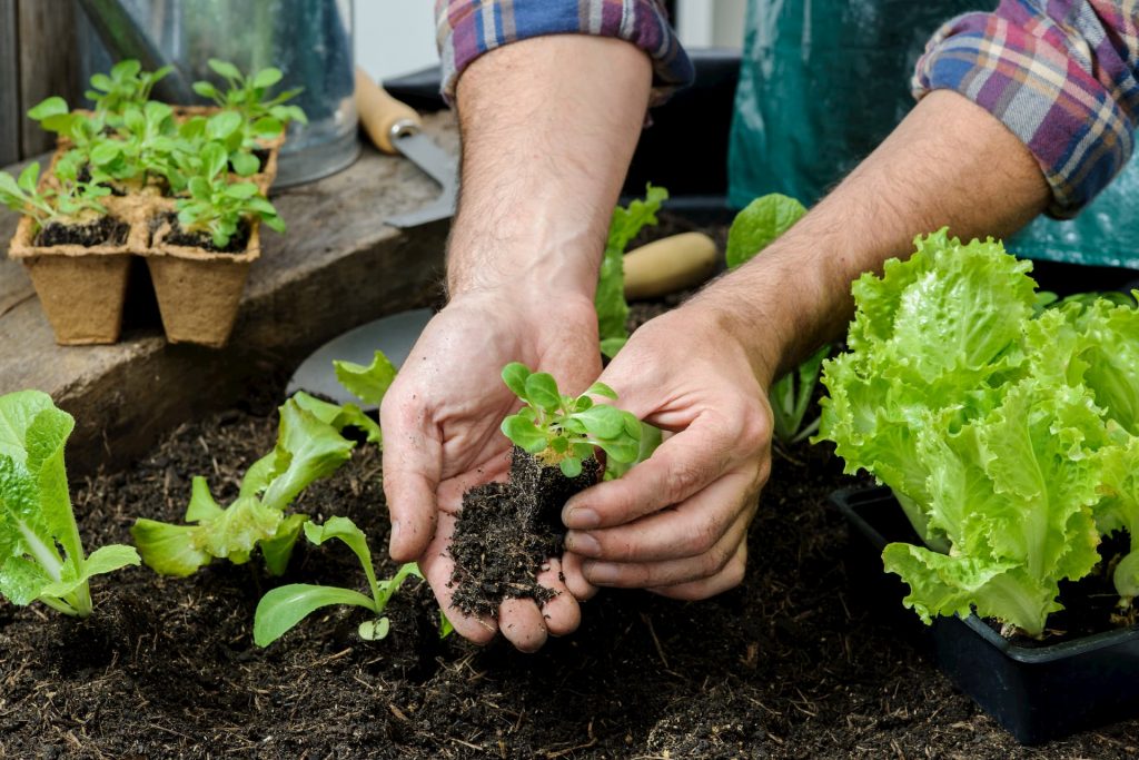 3 steps to set up a vegetable garden in your home!