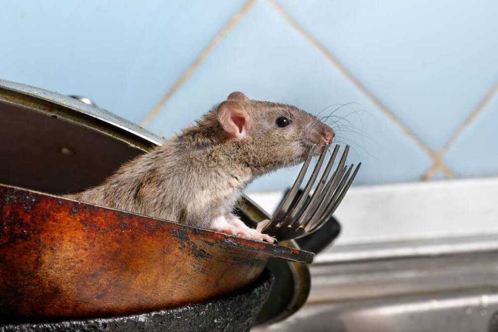 Πώς να απαλλαγείτε από τα ποντίκια με ασφαλή και πρακτικό τρόπο