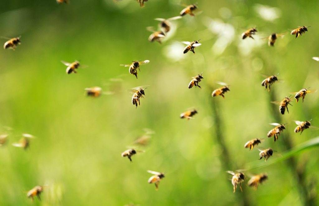 Como espantar as abellas en 4 tutoriais sinxelos