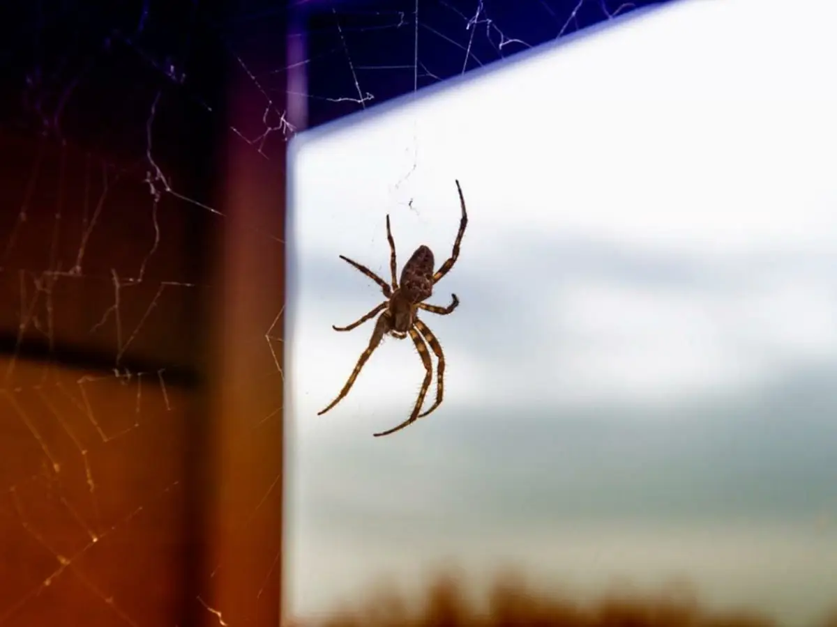 Πώς να τρομάξετε τις αράχνες: μάθετε πώς να το κάνετε με ασφάλεια