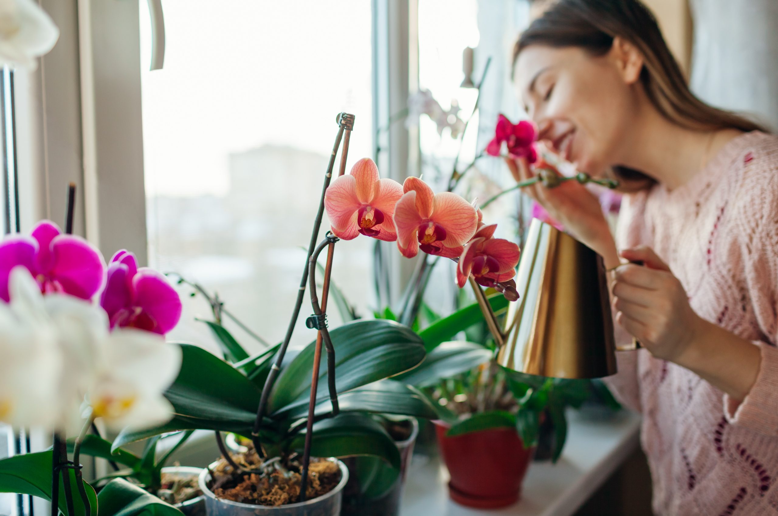 Как да поливаме орхидеи