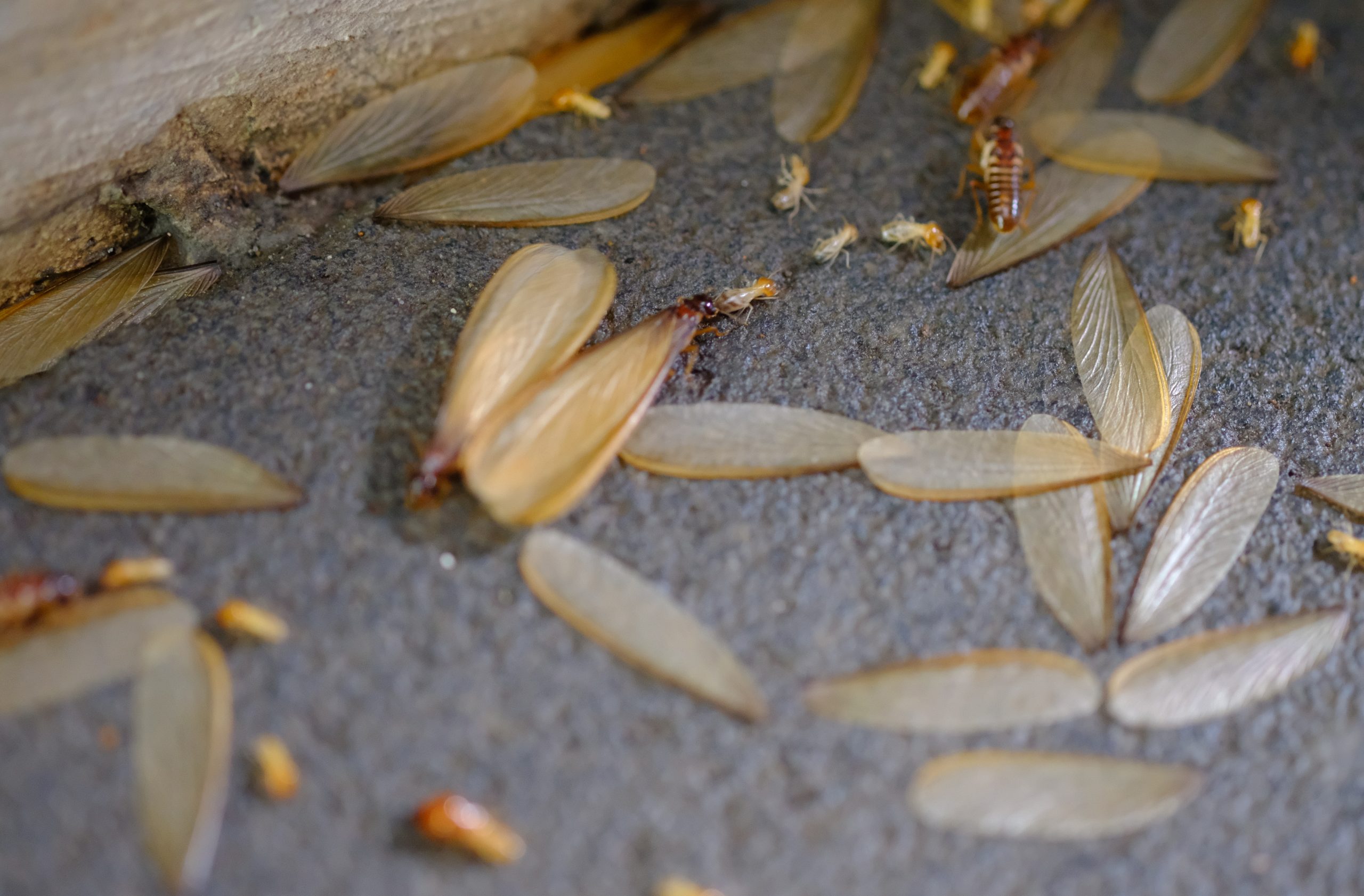 Πώς να απαλλαγείτε από τερμίτες στο σπίτι σας