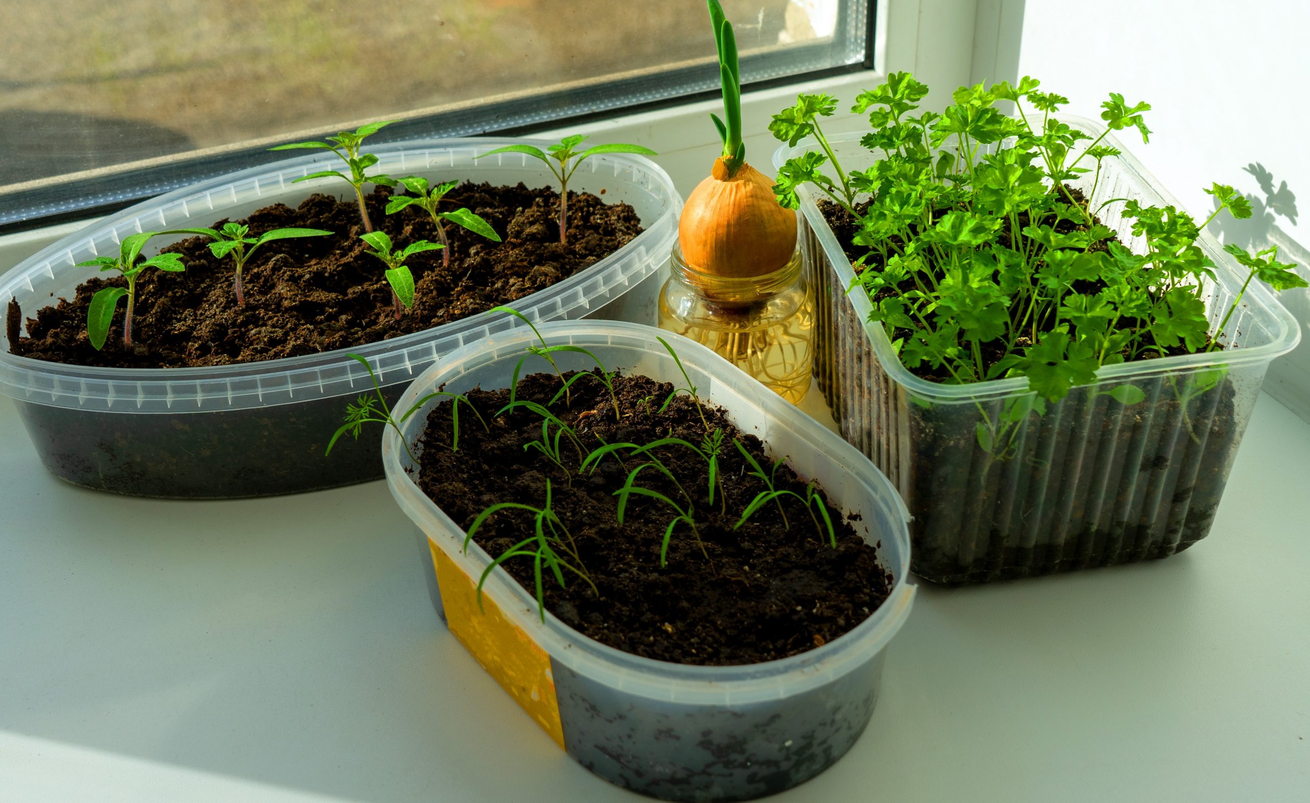 Зеленчукова градина в апартамент: как да го направим?