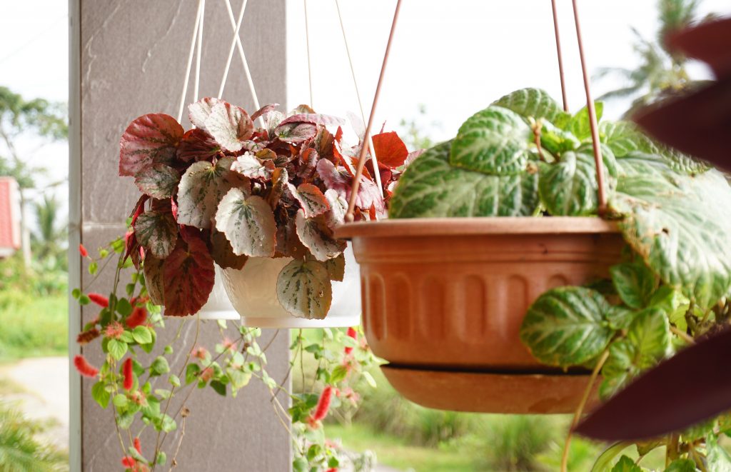 Plantes ornementales : découvrez les options pour votre maison