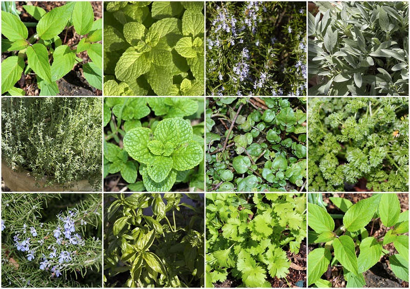 Репелентни растения: 7 вида, които да имате у дома
